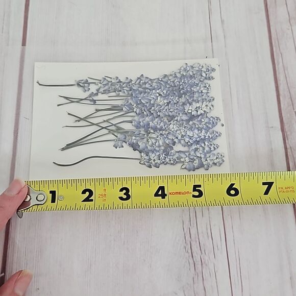 Dried Flowers - Bundle of 2 - Picture 5 of 5